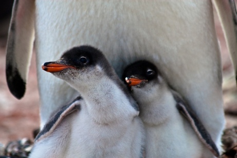 Baby pinguïns (Foto: SF Brit/Flickr)